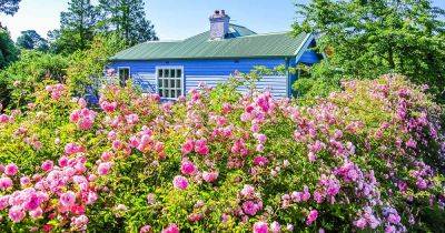 23 of the Best Rose Varieties for Creating a Hedge - gardenerspath.com