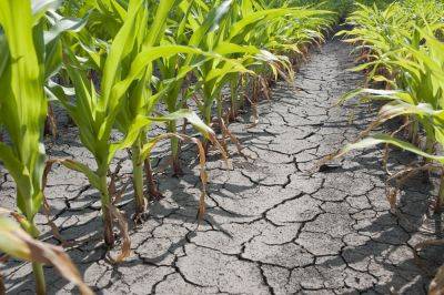 Corn Yields Are Up, But More Vulnerable to Drought Than Ever: Study - modernfarmer.com