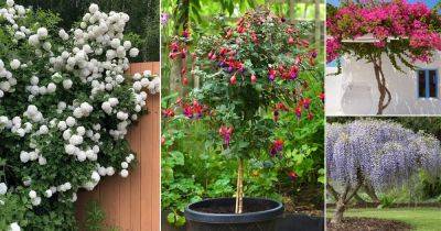 8 Plants That Can Be Trained As Vines, Shrubs, or Trees - balconygardenweb.com - Usa
