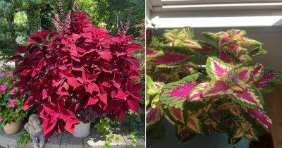 Cut Your Coleus: 5 Reasons Why You Should Do This - balconygardenweb.com