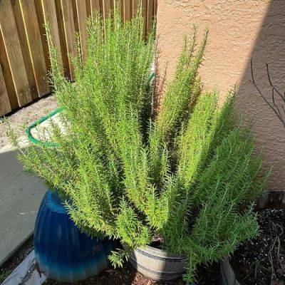 11 Hacks to Grow Most Flavorful and Thriving Rosemary - balconygardenweb.com - region Mediterranean