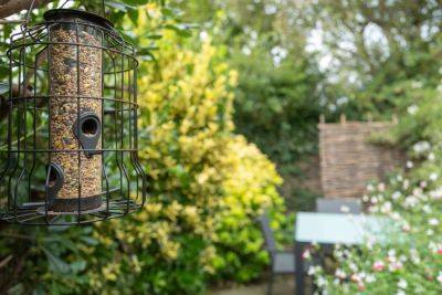 Why Birds Aren’t Using Your Bird Feeder, According To An Expert - southernliving.com - Usa