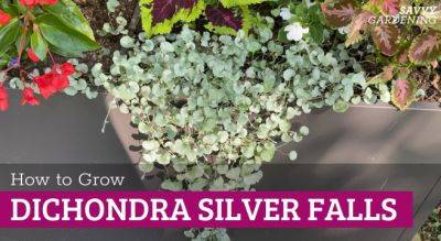 Dichondra Silver Falls Care: A Complete Growing Guide - savvygardening.com - Mexico - state Texas