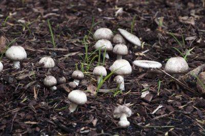 Why Are Mushrooms Growing in My Vegetable Garden? - thespruce.com