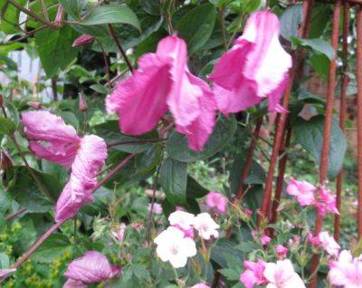 Six on Saturday: a Mixed Year For Clematis - ramblinginthegarden.wordpress.com