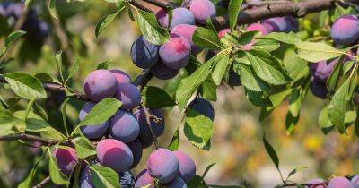 When and How to Thin Plum Trees - gardenerspath.com - Japan