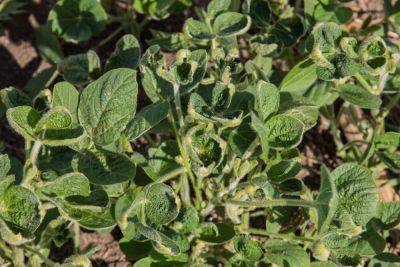 Following Ban, EPA Approves Dicamba for Five More Years - modernfarmer.com - China