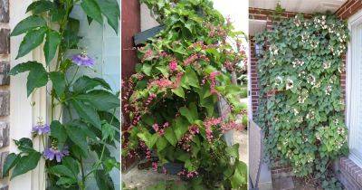 19 Vines That Grow Well In Poor Soil - balconygardenweb.com - state Virginia
