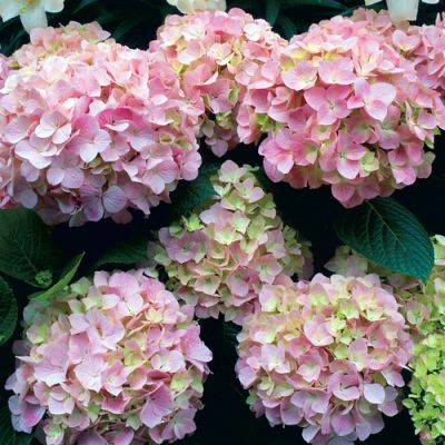 How to Coax Bountiful Blooms From Your Hydrangeas - finegardening.com - Usa - China - Greece - Japan
