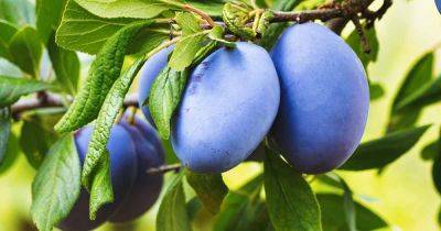 How to Identify and Control 9 Common Plum Pests - gardenerspath.com