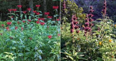 Why You Should Grow Native Herbs in Your Garden - balconygardenweb.com - Usa