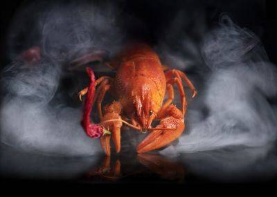 Can Lobsters Get High? - modernfarmer.com - state California - state Maine