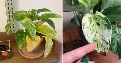 Most Common Pothos Plant Problems and Their Solutions - balconygardenweb.com
