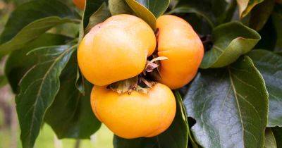 When and How to Fertilize Persimmons - gardenerspath.com