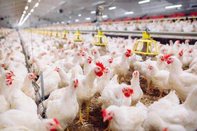 USDA to Strengthen Antitrust Laws for Meatpacking - modernfarmer.com