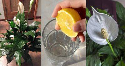 Squeeze Lemon Juice in Your Peace Lily For This - balconygardenweb.com
