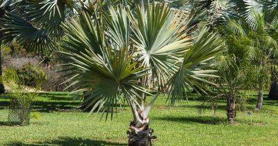 Reasons and Fixes for Fraying and Shedding Palm Fronds - gardenerspath.com