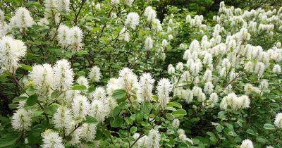 How to Grow and Care for Fothergilla - gardenerspath.com - Usa - Britain