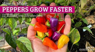 How to Make Peppers Grow Faster: 12 Strategies for gardeners - savvygardening.com