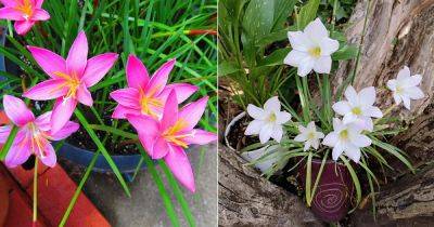 Rain Lily Meaning and Why You Should Grow It - balconygardenweb.com - China