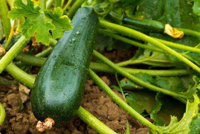 11 Zucchini Companion Plants For A Summer Bumper Crop (Plus, 3 To Keep Away!) - southernliving.com