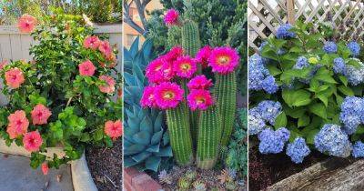 19 Best Low Pollen Flowers For Gardeners With Allergies - balconygardenweb.com