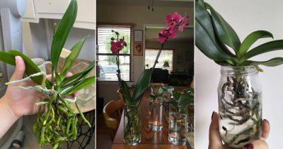 Growing Orchids In Water Forever - balconygardenweb.com