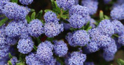 How to Grow and Care for Ceanothus (California Lilac) - gardenerspath.com - state California