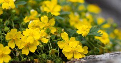 Complete guide to creeping cinquefoil: Is it a weed? - gardenersworld.com - France