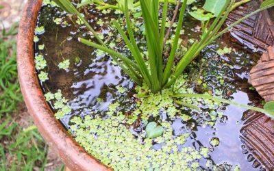 ​The Mini Pond Trend That’s Sweeping the Gardening World - jparkers.co.uk