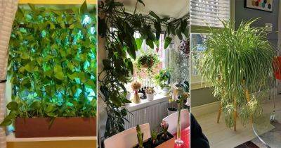 13 Best Privacy Plants for Windows - balconygardenweb.com - Britain - city Sansevieria