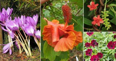 22 Rarest and Most Endangered Flowers - balconygardenweb.com - Mexico - Cuba - state Florida