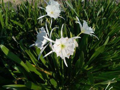 Question of the Week – Rocky Shoals Spider Lily - hgic.clemson.edu - city Columbia - state Alabama - state South Carolina - county Park