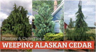 Weeping Alaskan Cedar: An Elegant, Easy-to-grow Evergreen Tree - savvygardening.com - state California - state Alaska