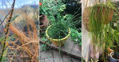 9 Plants that Look Like Noodles - balconygardenweb.com - Spain