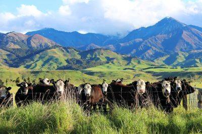 New Zealand Wants to Tax Cow Burps and Farts - modernfarmer.com - New Zealand