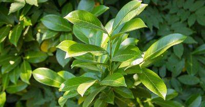 When and How to Harvest Bay Leaves - gardenerspath.com