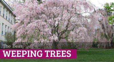 Weeping Trees: 14 Beautiful Choices for the Yard and Garden - savvygardening.com