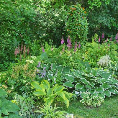 Rabbits and Their Leftovers in Maxine’s Garden - finegardening.com - state New York