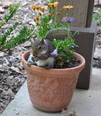 How to Keep Squirrels Out of Potted Plants - balconygardenweb.com