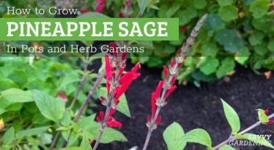 Pineapple Sage Care: How to Grow This Fragrant Herb - savvygardening.com - Mexico - Guatemala