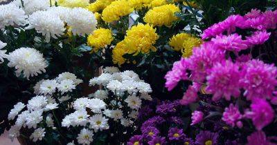 What Are the Different Types of Chrysanthemums? - gardenerspath.com