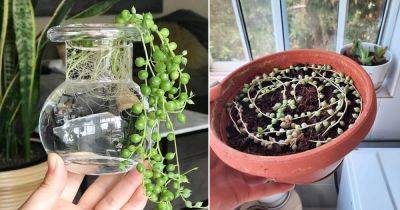 How to Grow String of Pearls in Water - balconygardenweb.com