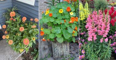 10 Flowers that Bloom Within One Month After Planting - balconygardenweb.com