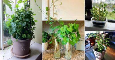 8 Edible Vines You Can Grow Indoors - balconygardenweb.com