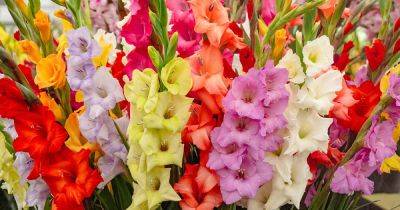 Why Gladiolus May Fail to Bloom and What to Do | Gardener's Path - gardenerspath.com