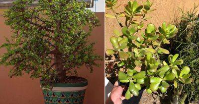 This Jade Plant Lookalike is Much Easier to Grow - balconygardenweb.com - South Africa