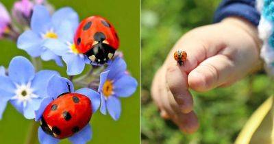 6 Reasons Why Ladybugs Are Good Luck - balconygardenweb.com