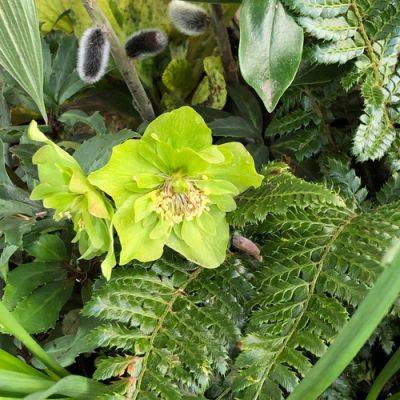 Great Perennial Plants for Shady Garden Containers in the Pacific Northwest - finegardening.com - county Pacific