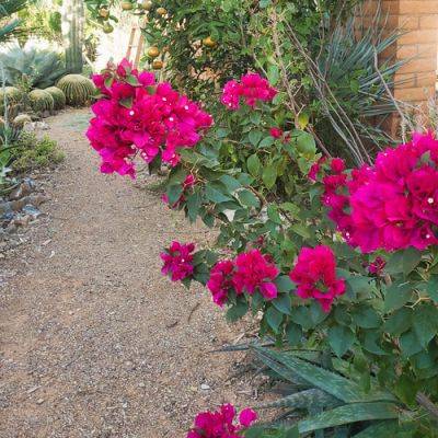 Tips and Tricks for Growing Bougainvillea - finegardening.com - Mexico - Brazil - Thailand - Argentina - Peru